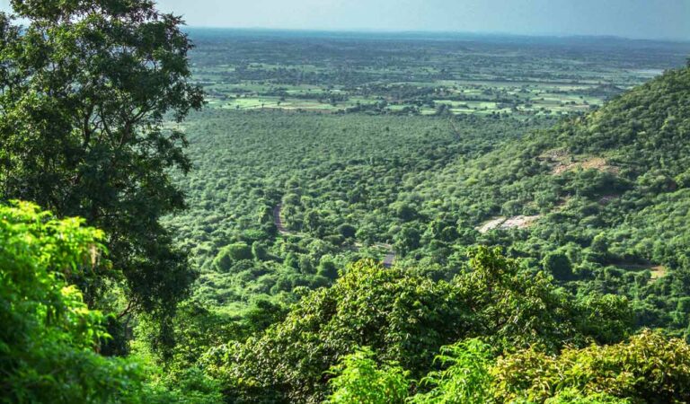 Amrabad Forest