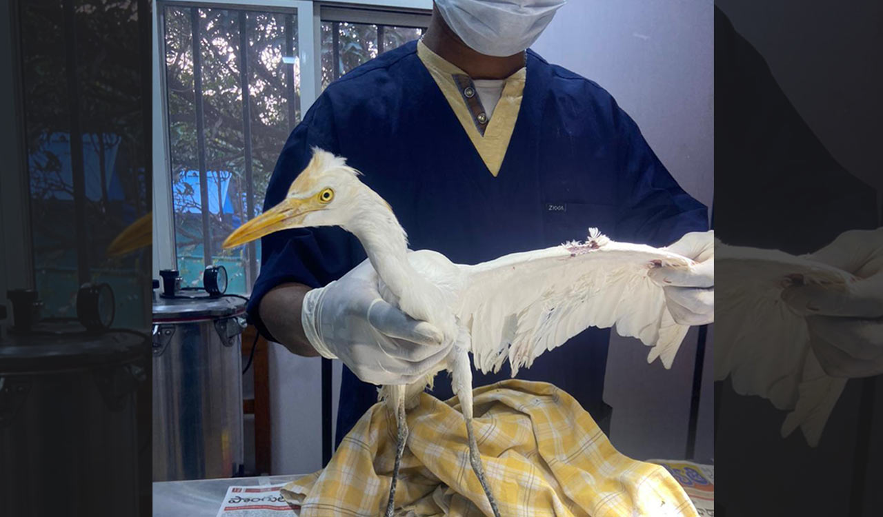 Nylon manja taking huge toll on birds, says AWCS