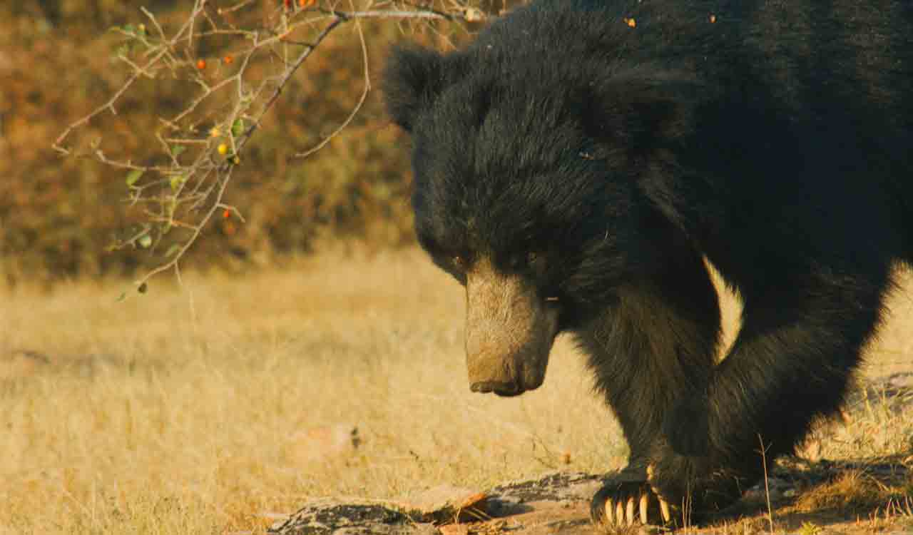 Telangana: Bear attacks shepherd in Sircilla