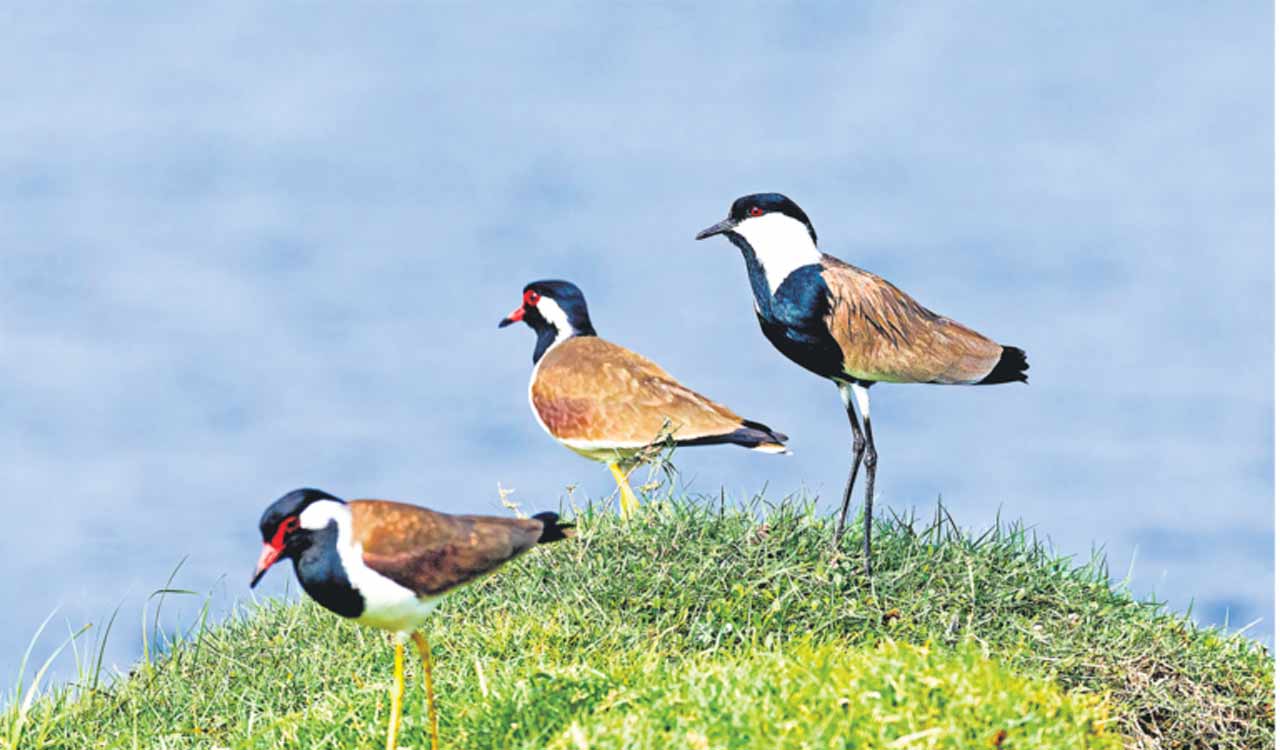 Two-day long bird walk begins at Gollavagu in Mancherial