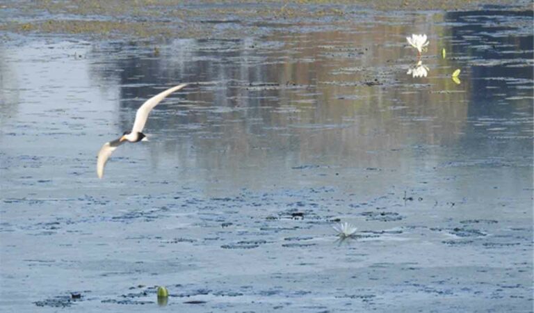 Black Billed Tern