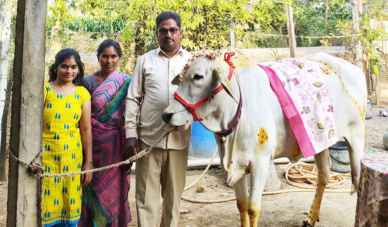 Watch: Khammam farmer celebrates cow’s baby shower, birthday with traditional ceremony