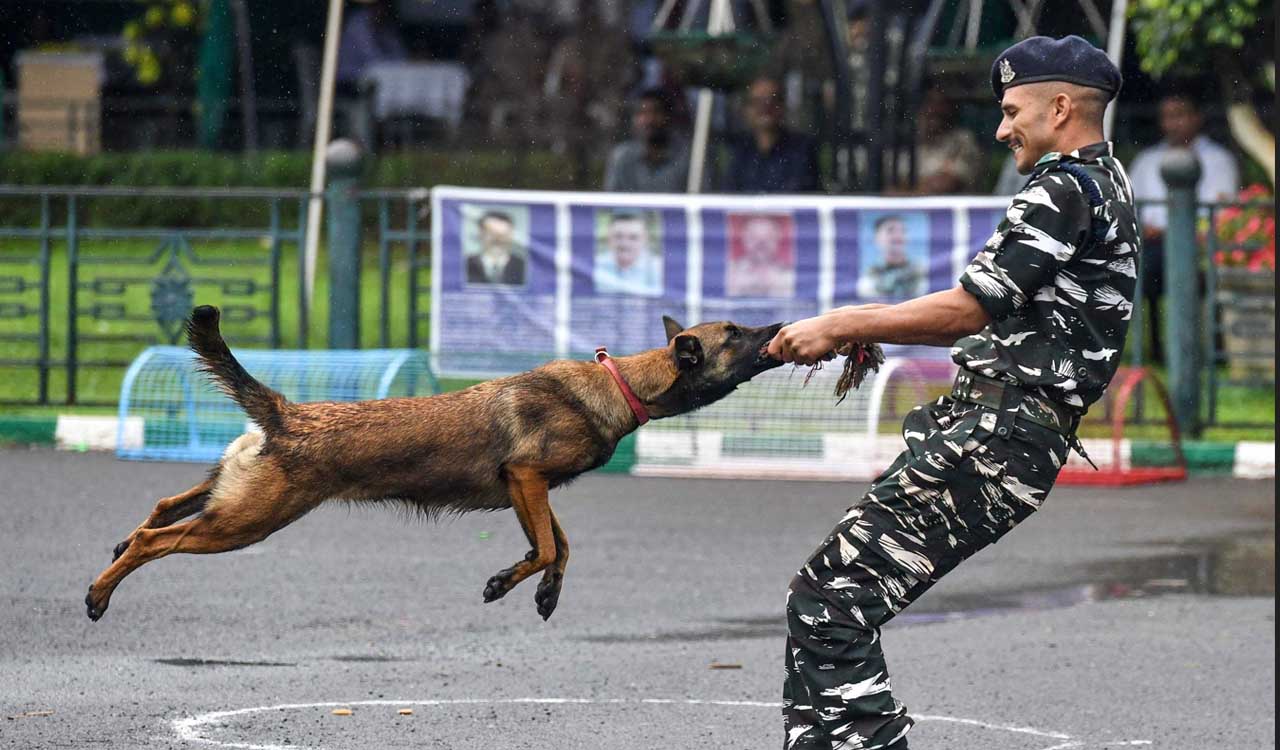 Adopt sniffer, assault dogs which retired from CRPF