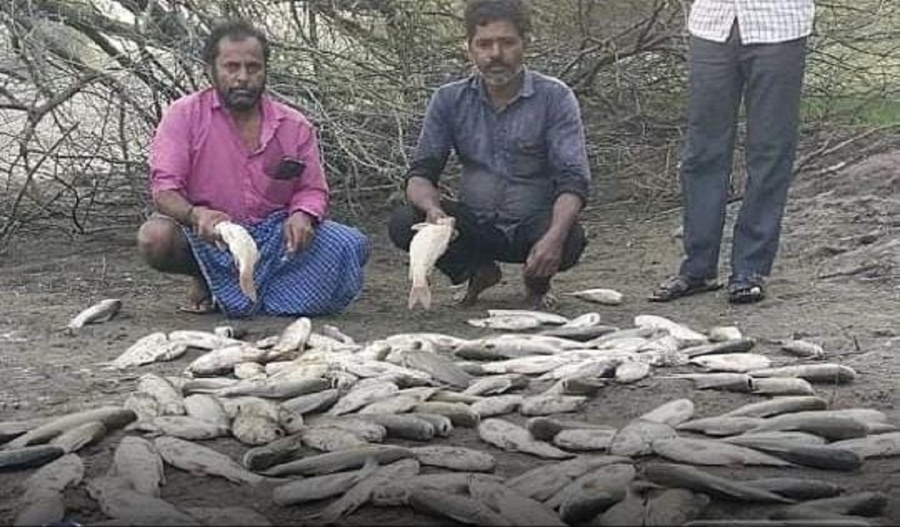 Six quintals of fish died in tank in Telangana’s Sircilla