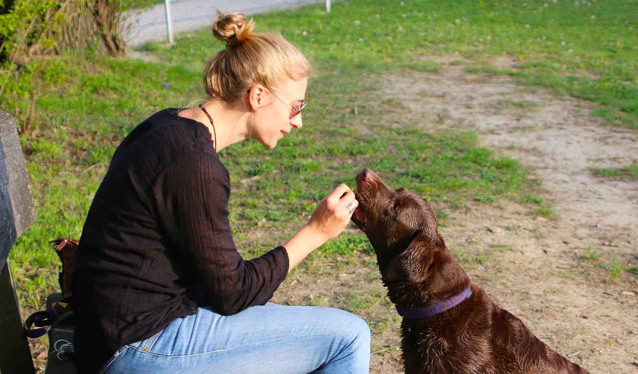 Your stress level might affect your dog