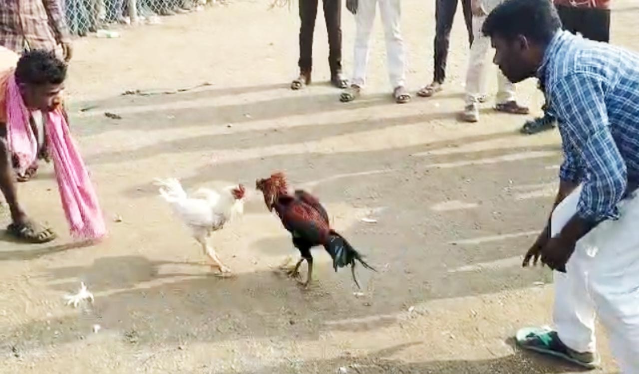 Over Rs 1,000 crore placed on bets as cockfights go on unabated on TG-AP borders