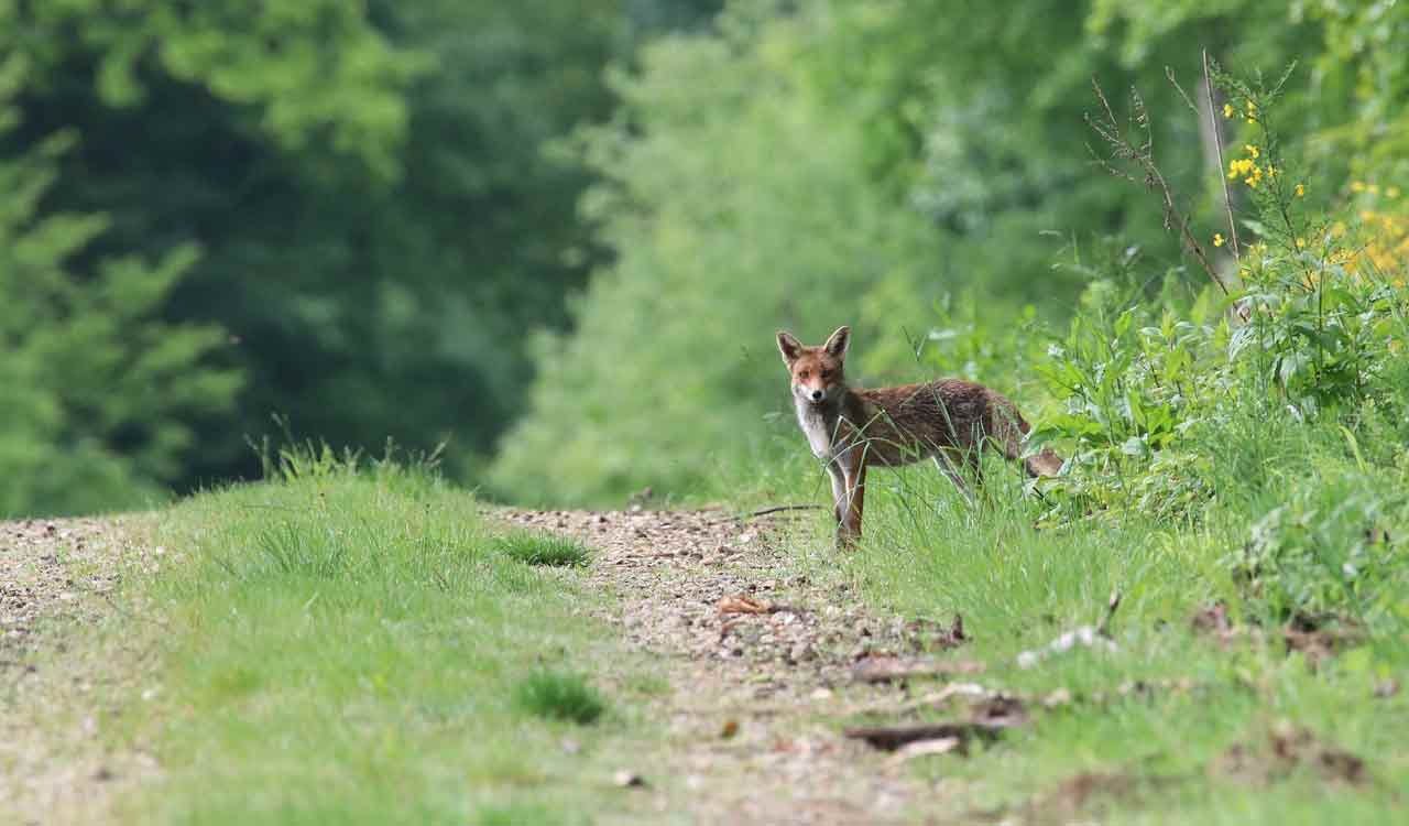 Fox attack in Karimnagar: Three injured and villagers beat fox to death
