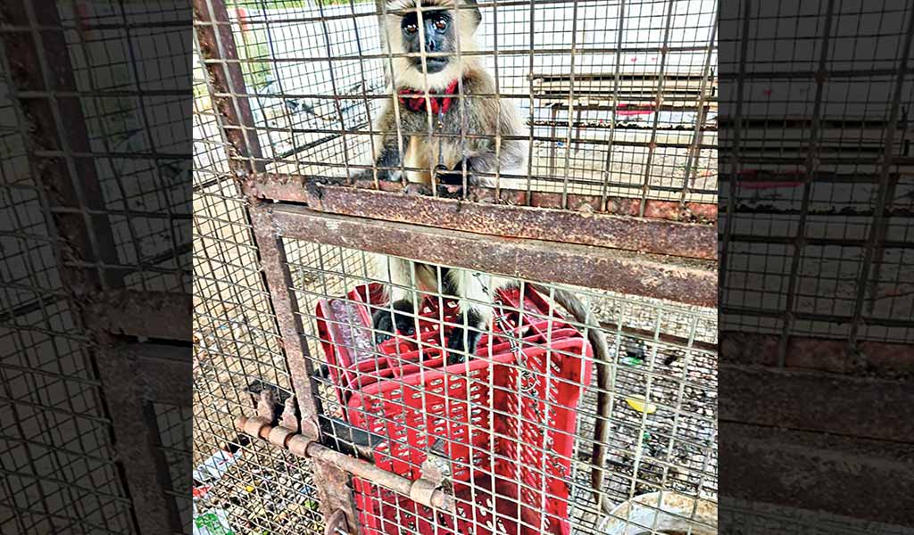 Telangana: Captive Gray langur to be set free, after complaint by animal welfare activist