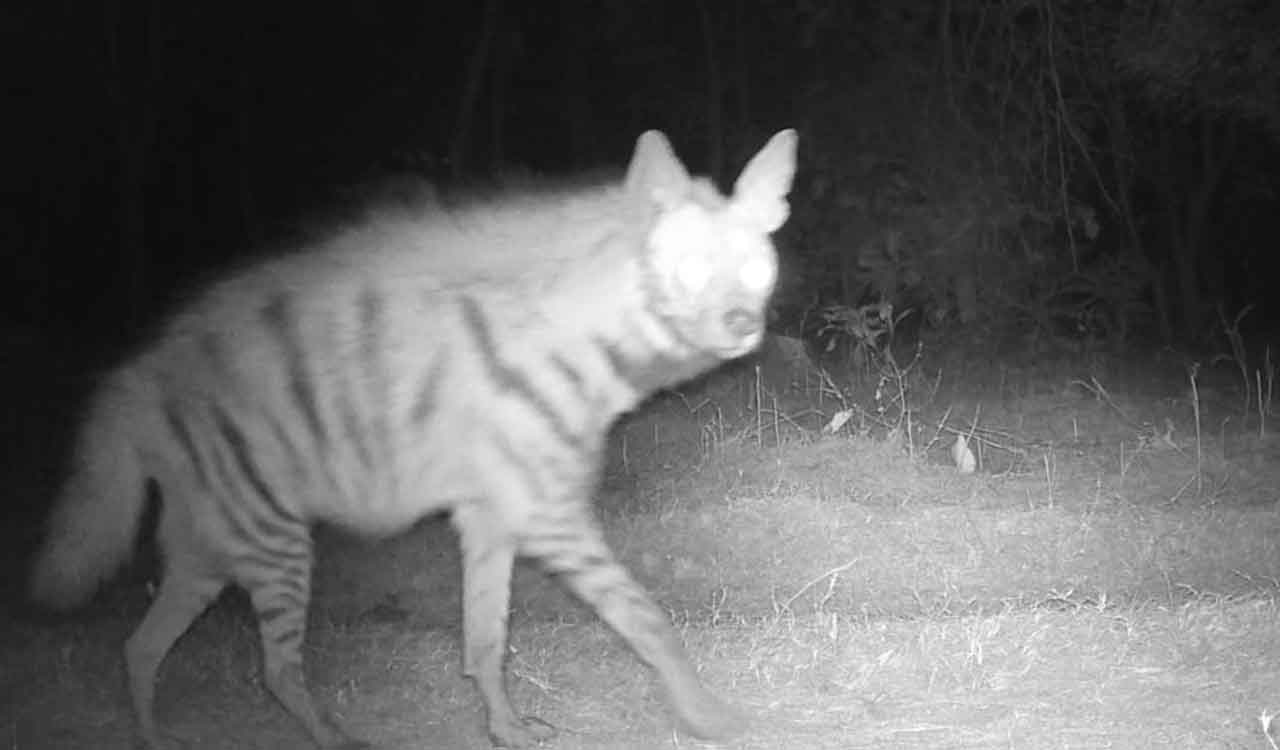 Endangered striped hyena sighted in Adilabad