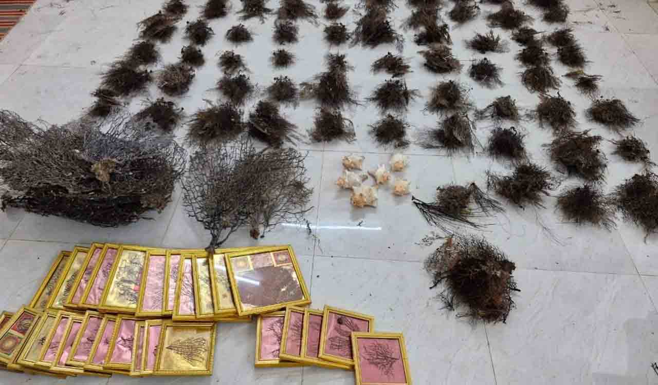 Hyderabad DRI officials nab two for illegal possession, trade of corals