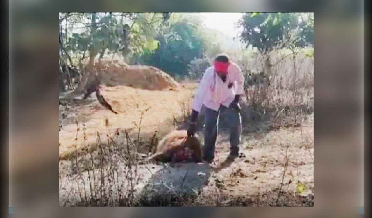 Telangana: Leopard kills buffalo in Sircilla