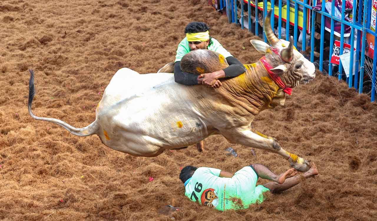 Seven dead, many injured at Jallikattu, Manjuvirattu events in Tamil Nadu