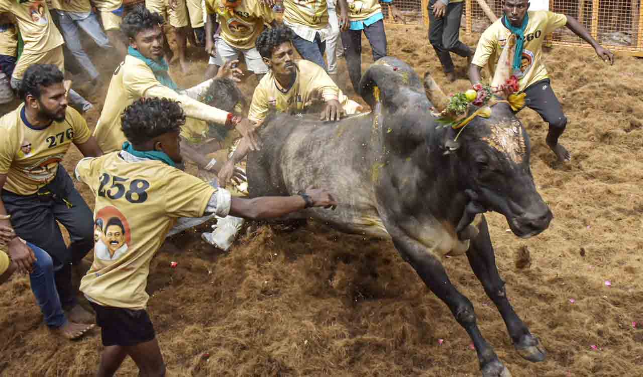 1,100 bulls, 900 tamers in fray as Jallikattu begins in Tamil Nadu
