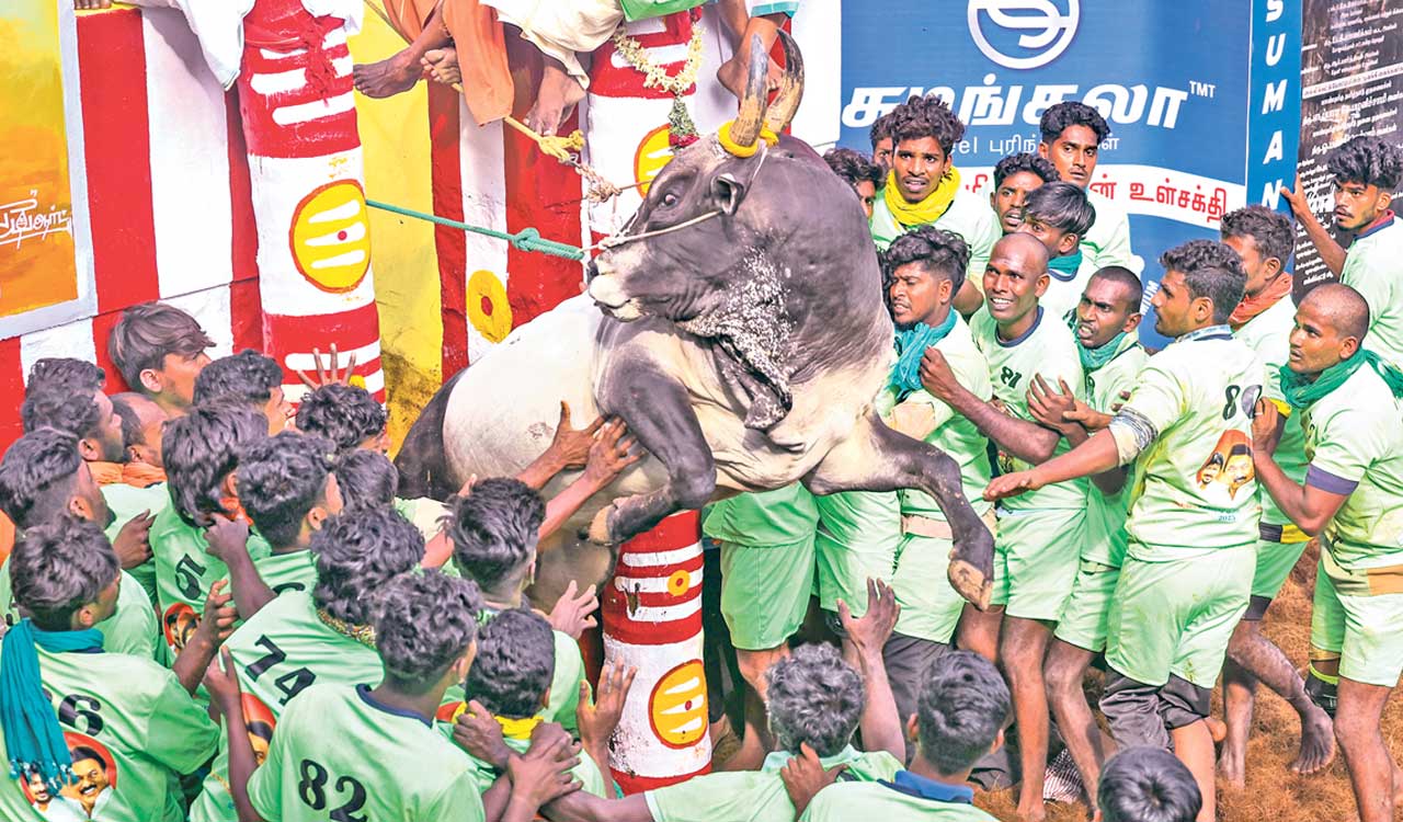 Bulls roar as Jallikattu draws thousands to Madurai’s Alanganallur