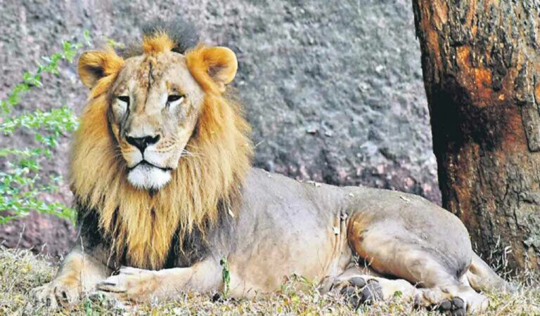 Lion Zoo 1
