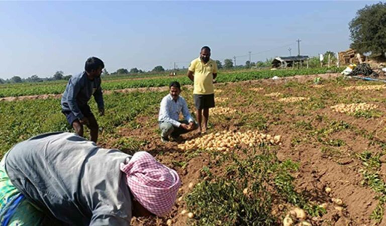 Potatoes help farmers of Thunki Khalsa script success story