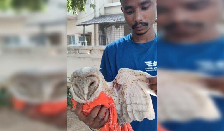 Rescued Owl