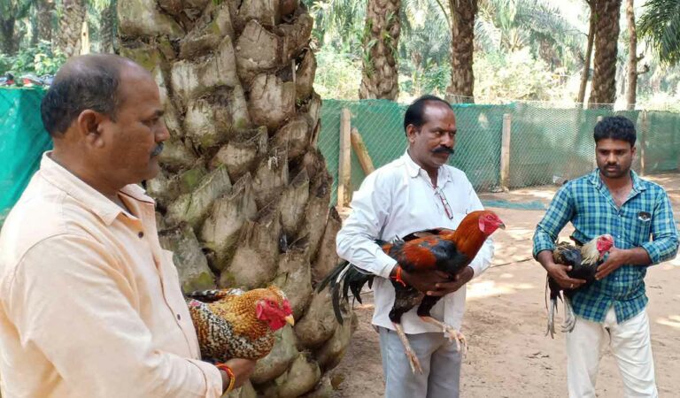 Sankranthi Cockfight season kicks off in Kothagudem with roosters ready for battle