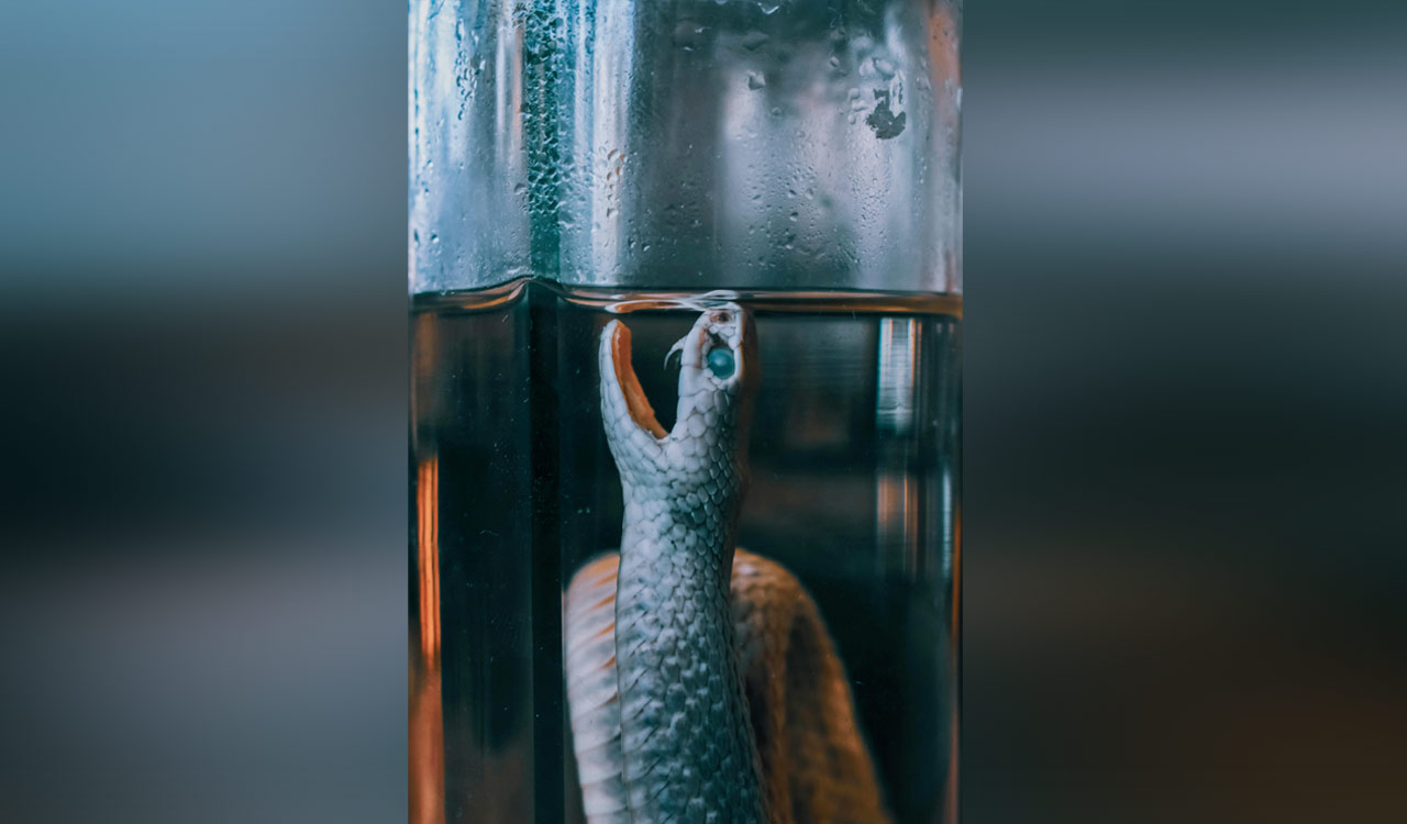 Snake found in toddy bottle in Telangana, customers panic