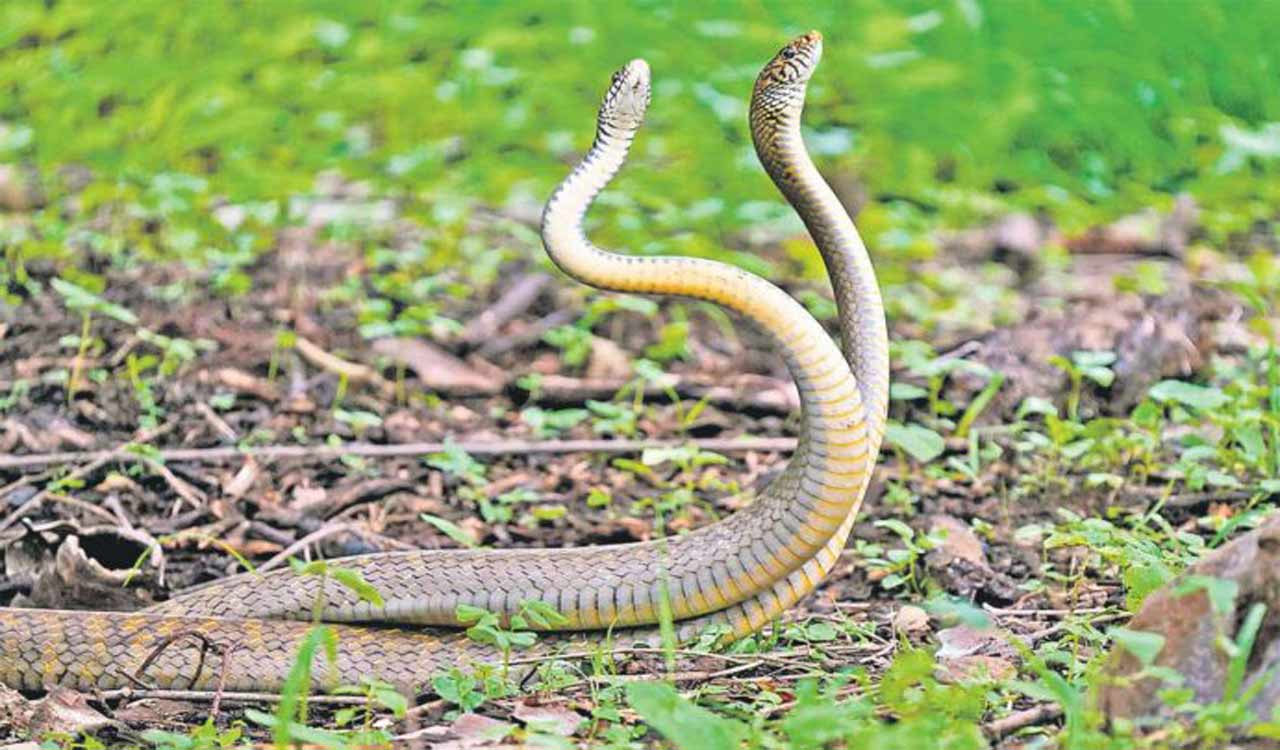 In a decade, Hyd-based Friends of Snakes Society rescued over 75,000 reptiles