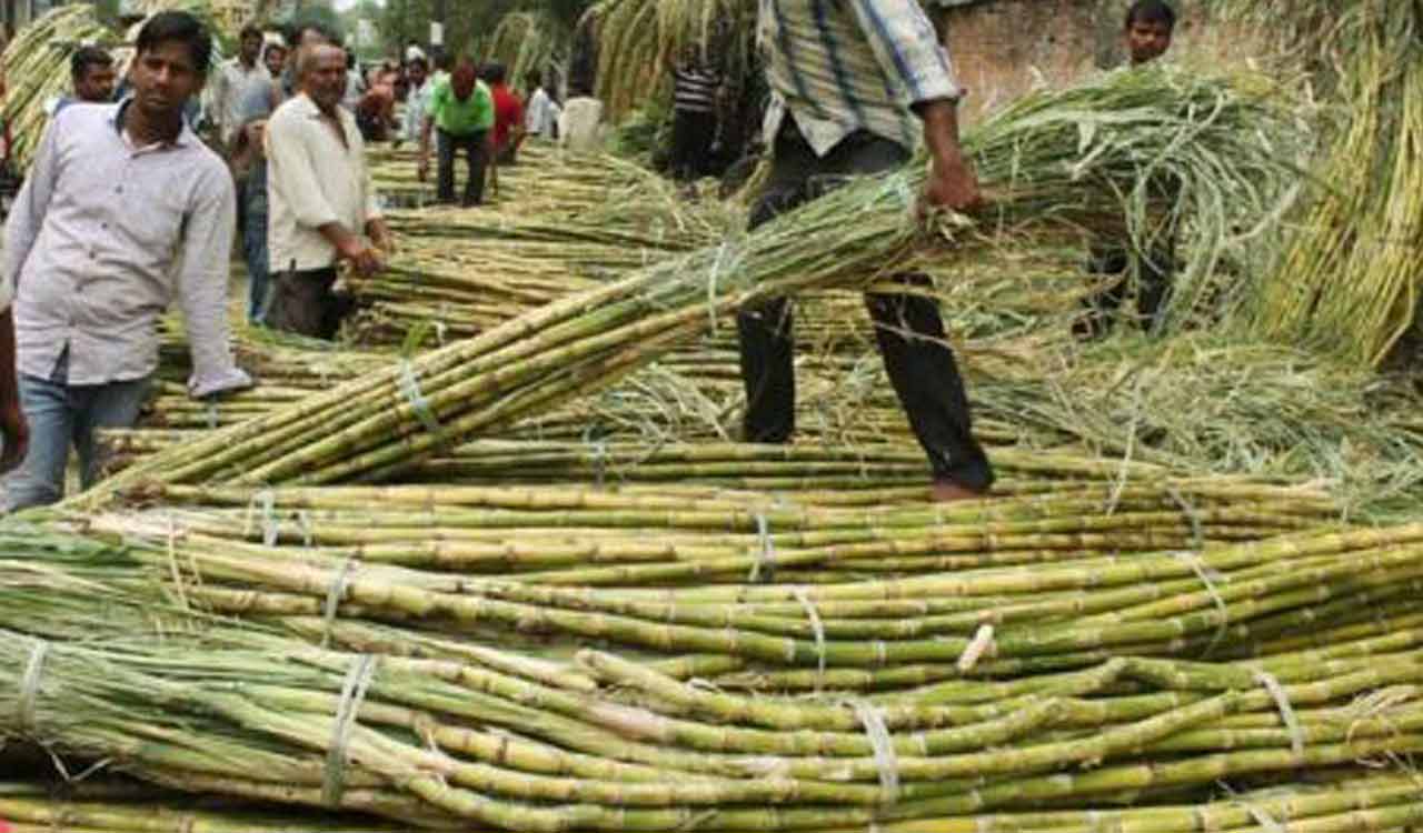 Sugarcane farmers in dilemma about crop cultivation in Telangana’s Mutyampet