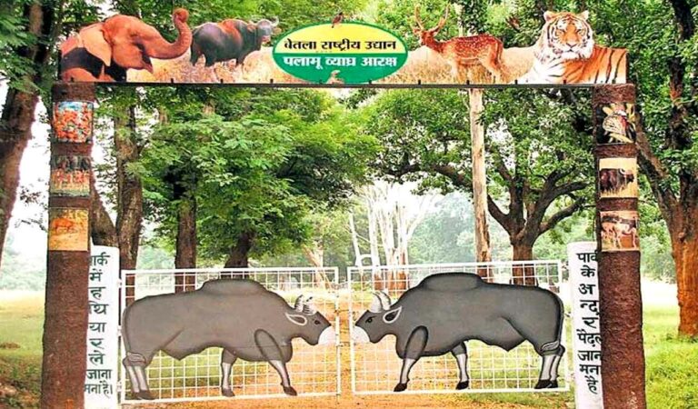 Jharkhand Forest dept plans to revive dwindling Bison population at PTR