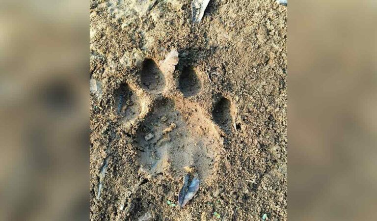 Telangana: Sighting of tiger pugmarks triggers panic among villagers in Mancherial