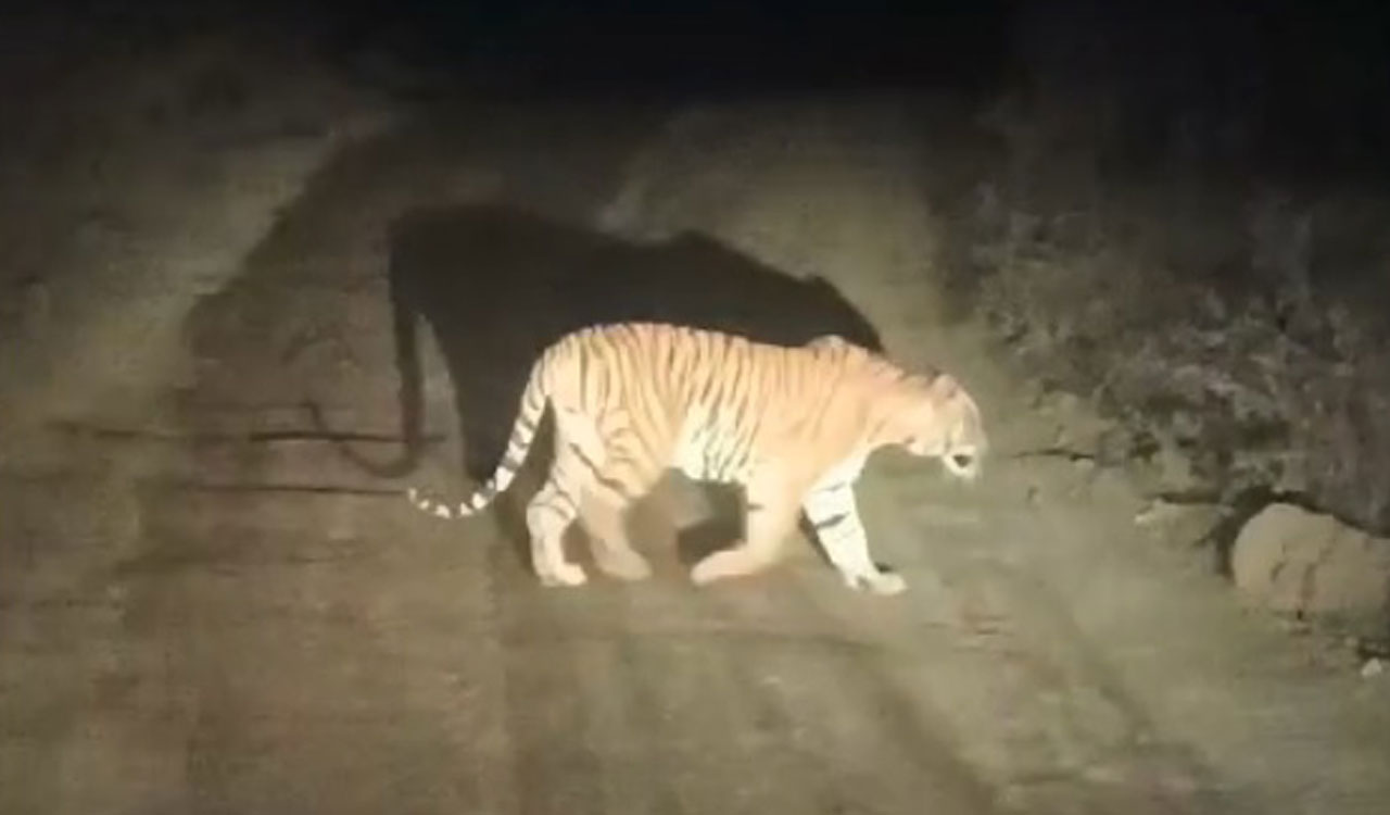 Tiger crossing village road triggers panic among locals in Adilabad