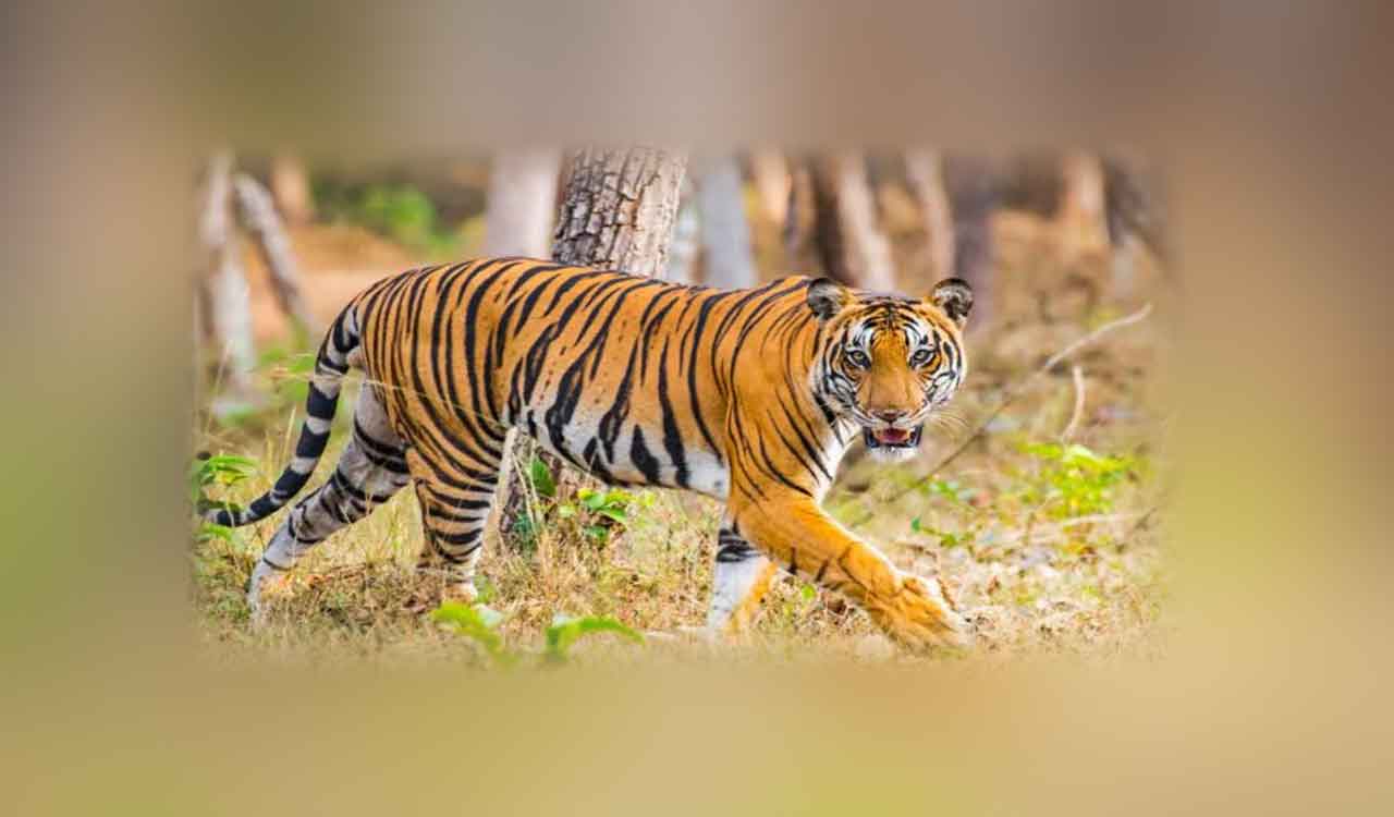 3 tigers, leopard die of avian flu in Nagpur