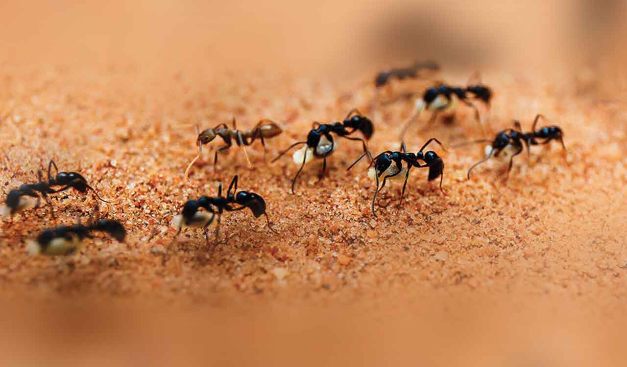 Group decision-making better in ants than humans