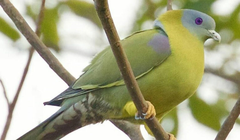 Eighty bird species spotted during bird walk concluded in Mancherial