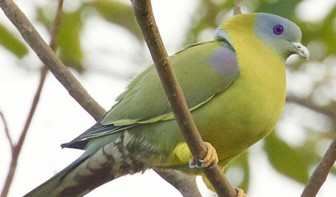Eighty bird species spotted during bird walk concluded in Mancherial