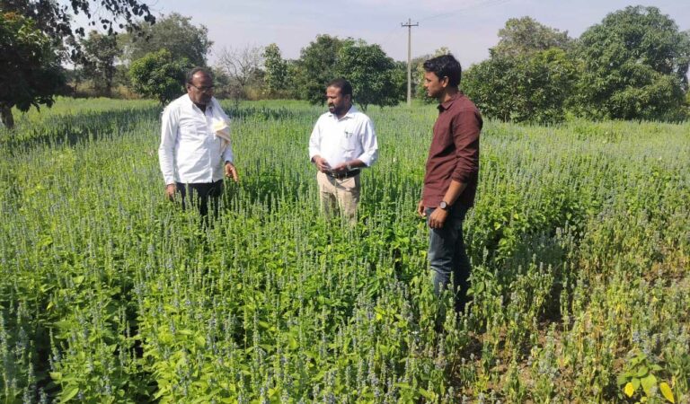 Chia Cultivation In Nagur K In Kangti Mandal1 26