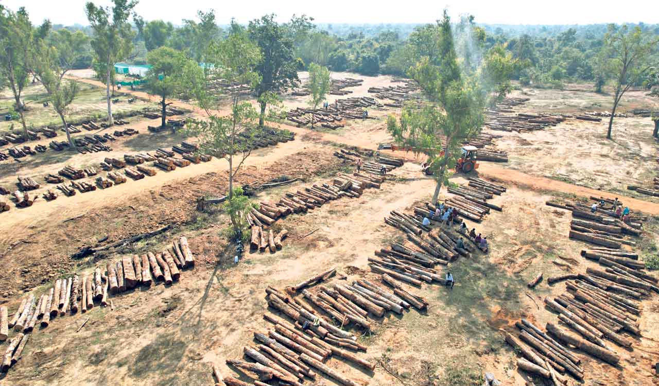 Forest Department gearing up to auction timber, install chain link fencing