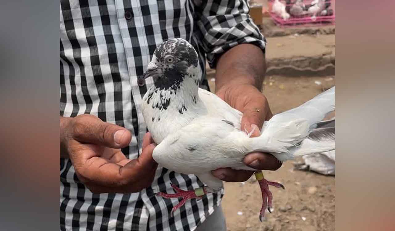 ‘Kabootarbazi’: Pigeon flying competitions in Hyderabad