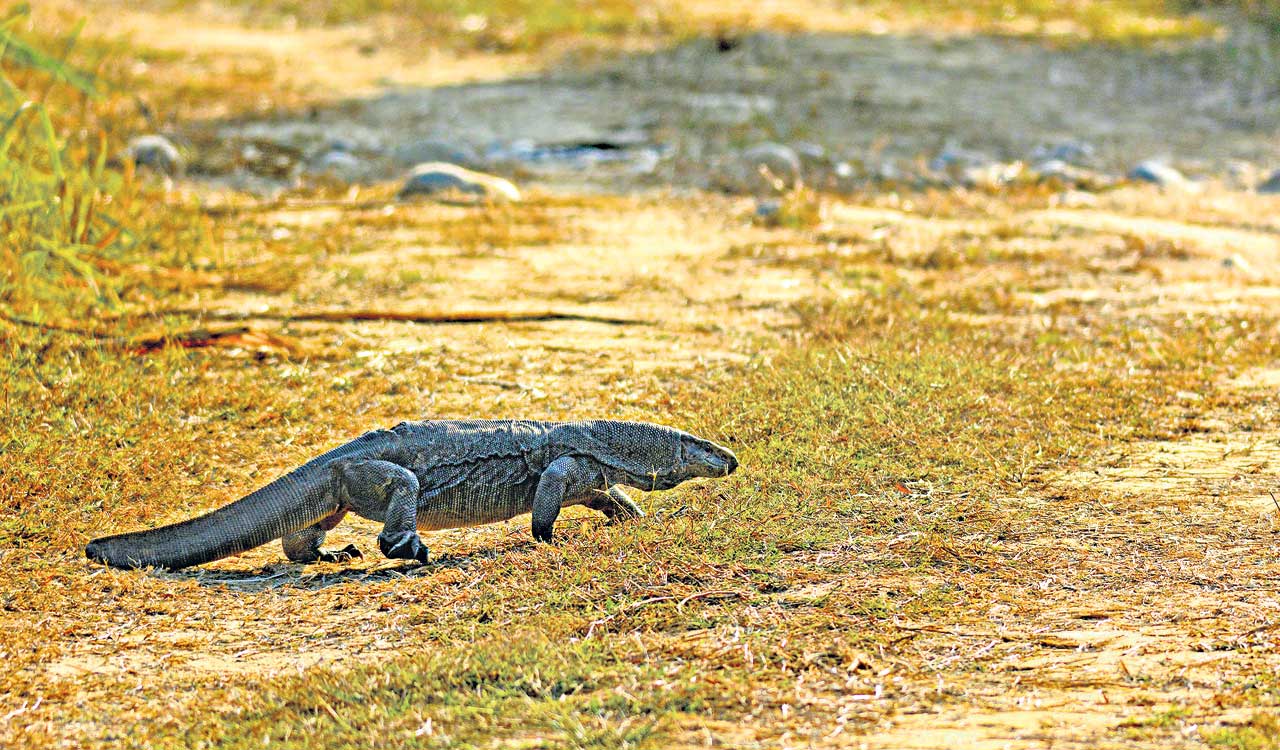 Forensic genetic detectives of Hyderabad crack Tamil Nadu monitor lizard case