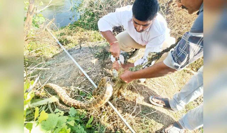 Python ensnared in fishing net rescued, released in the wild in Jagitial