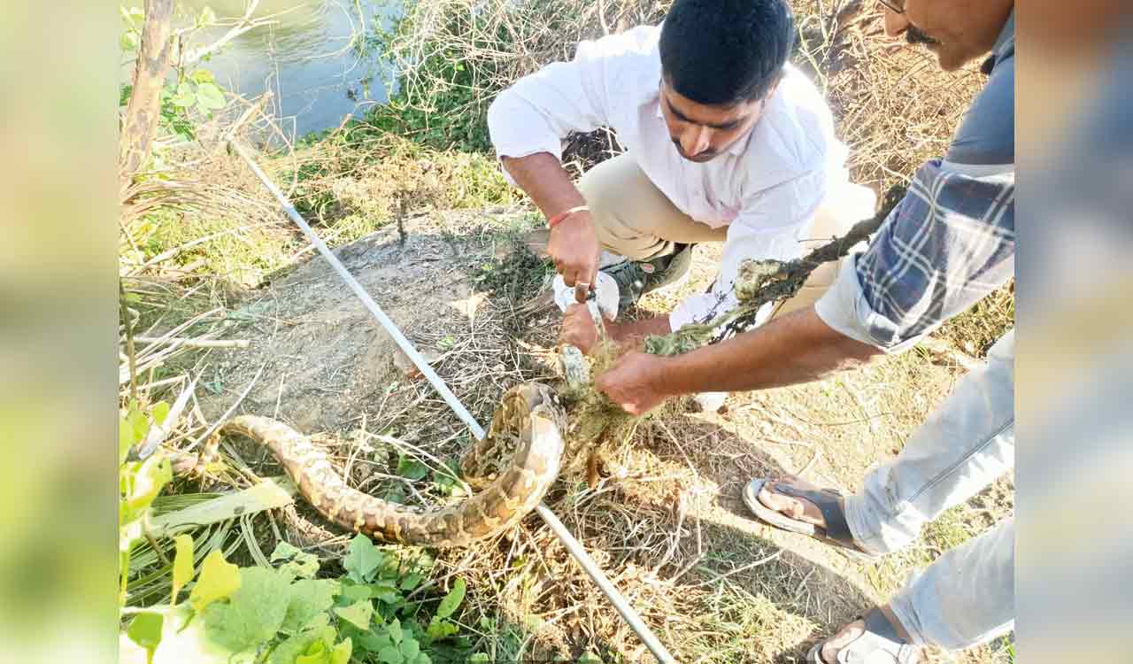 Python ensnared in fishing net rescued, released into the wild in Jagitial