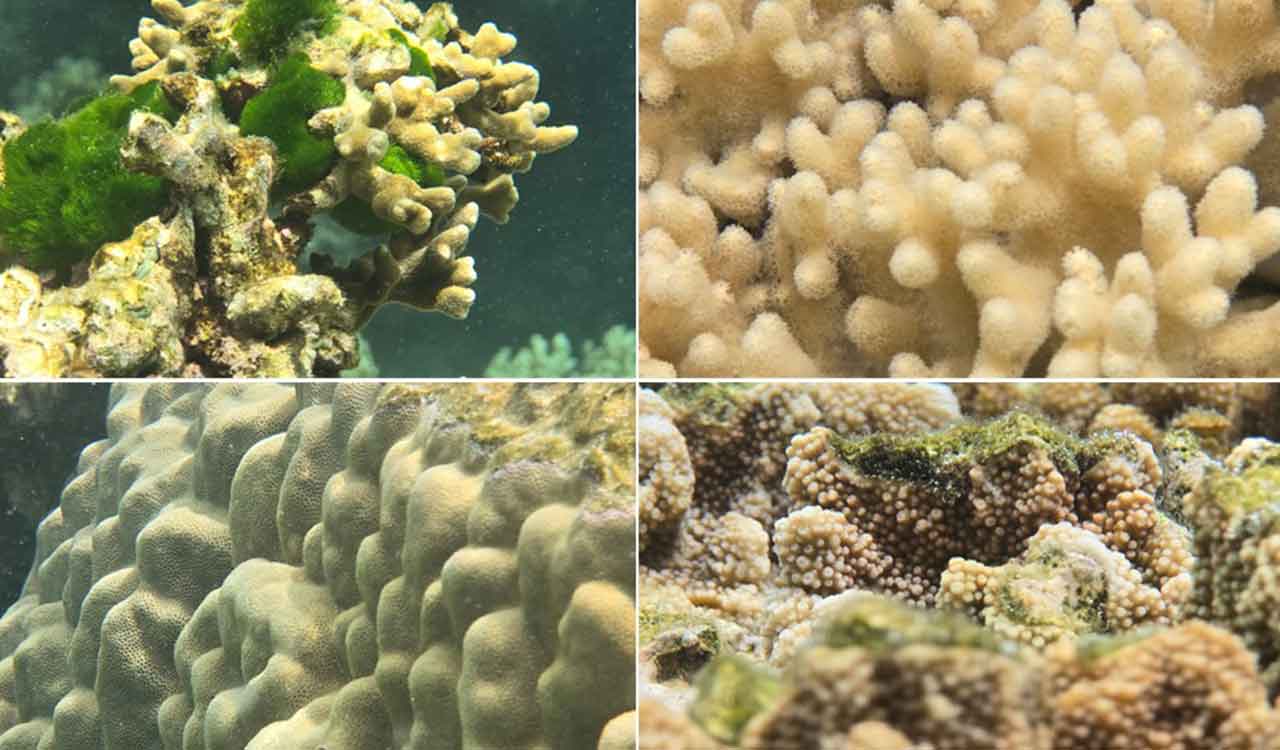 Samsung takes a step forward in coral reef restoration