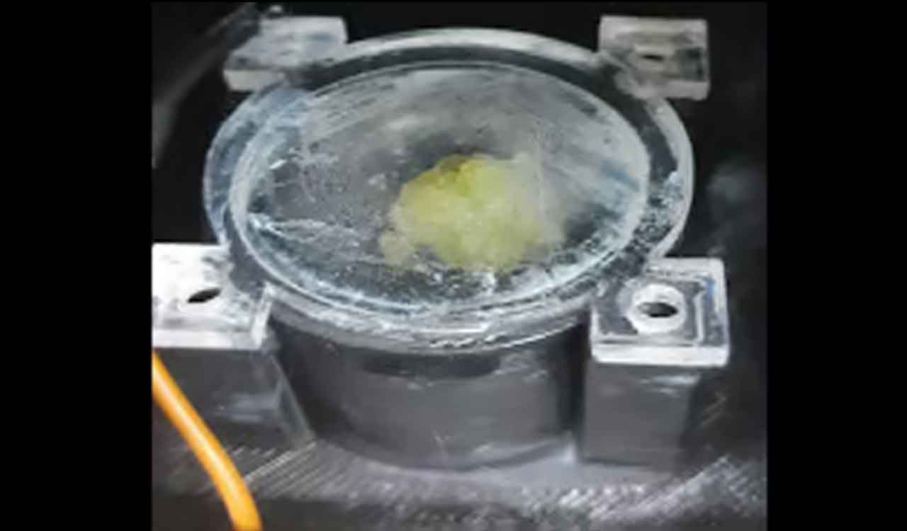 Spinach callus tissue sent by Amity University grows in space