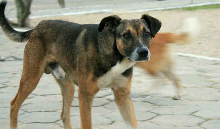 Street Dogs