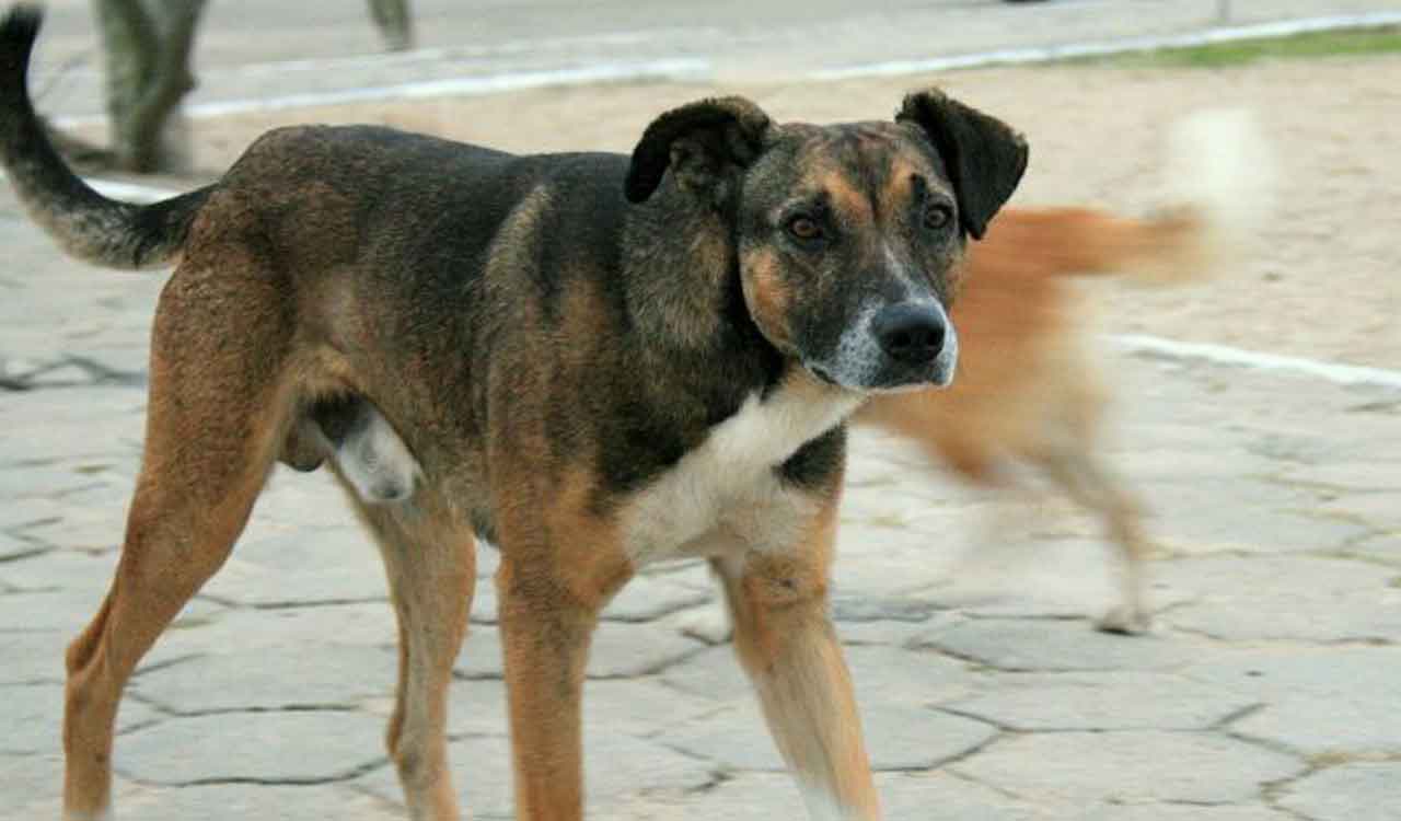 Sangareddy shocker: 32 street dogs tied up, thrown off bridge, 23 die
