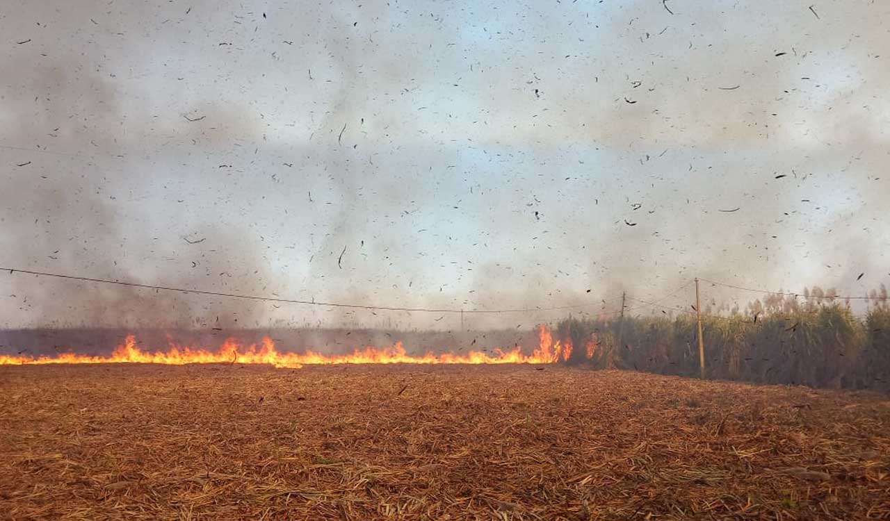 Ready-to-harvest sugarcane crop on 40 acres reduced to ashes in Sangareddy