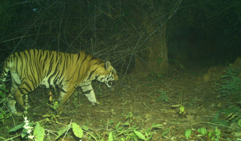 Telangana: Tiger movements reported in Kothagudem forests