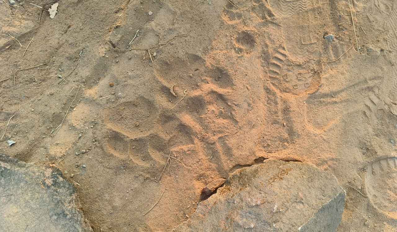 Telangana: Sighting of tiger pugmarks triggers panic among villagers in Mancherial