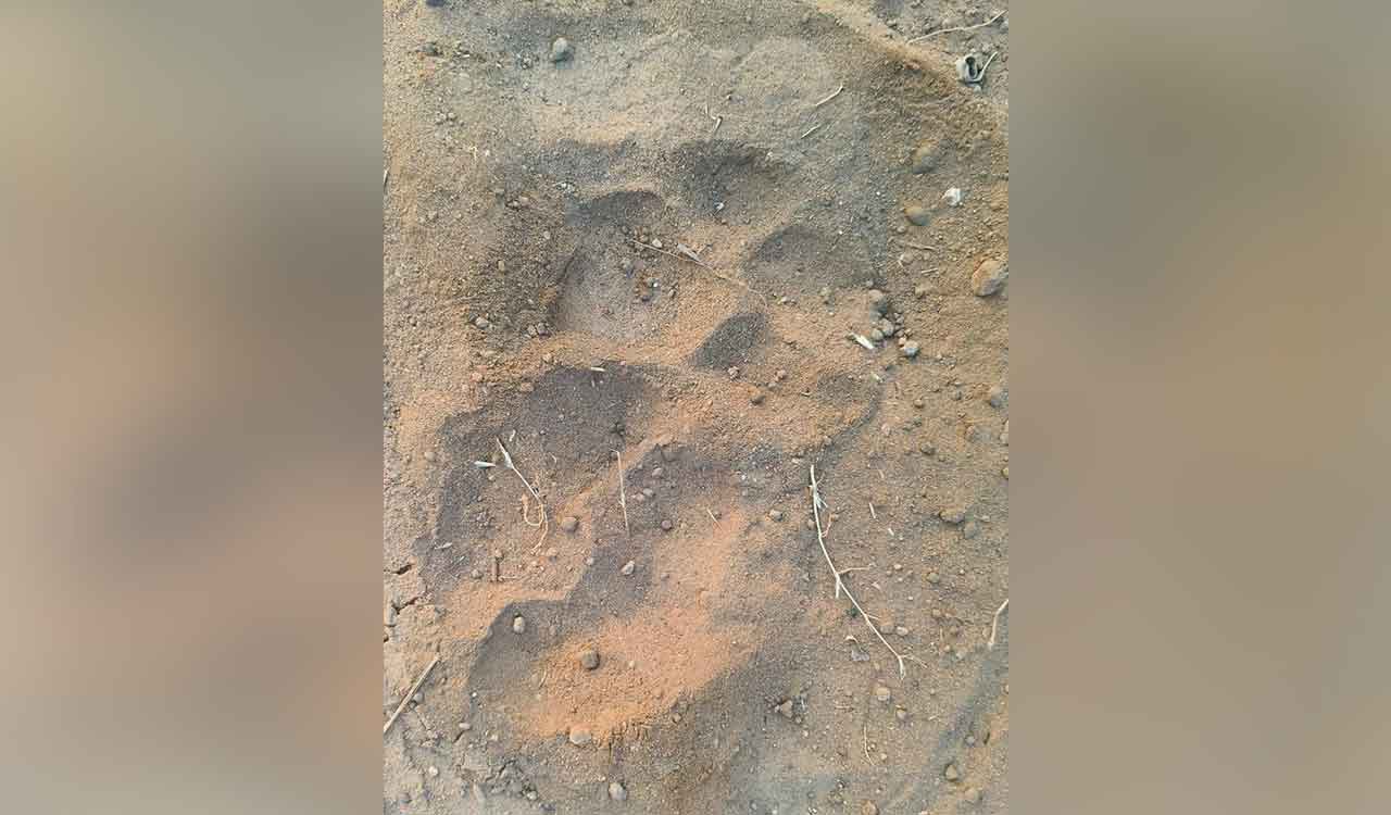 Telangana: Sighting of tiger pugmarks triggers panic among villagers in Mancherial