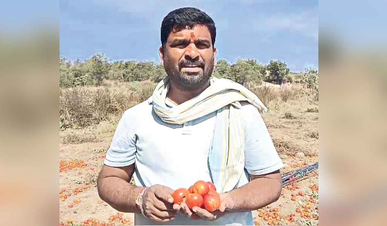 Telangana: Farmer sets fire to tomato crop over abysmally low prices in Medak