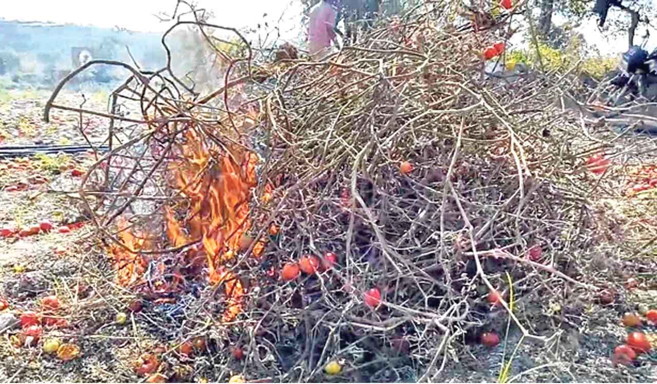 Telangana: Farmer sets fire to tomato crop over abysmally low prices in Medak
