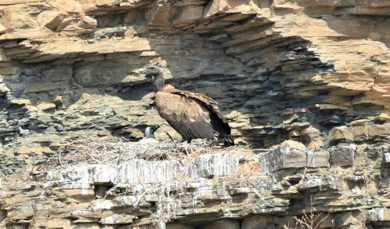 Most of the vultures have migrated to a vulture sanctuary in Maharashtra.