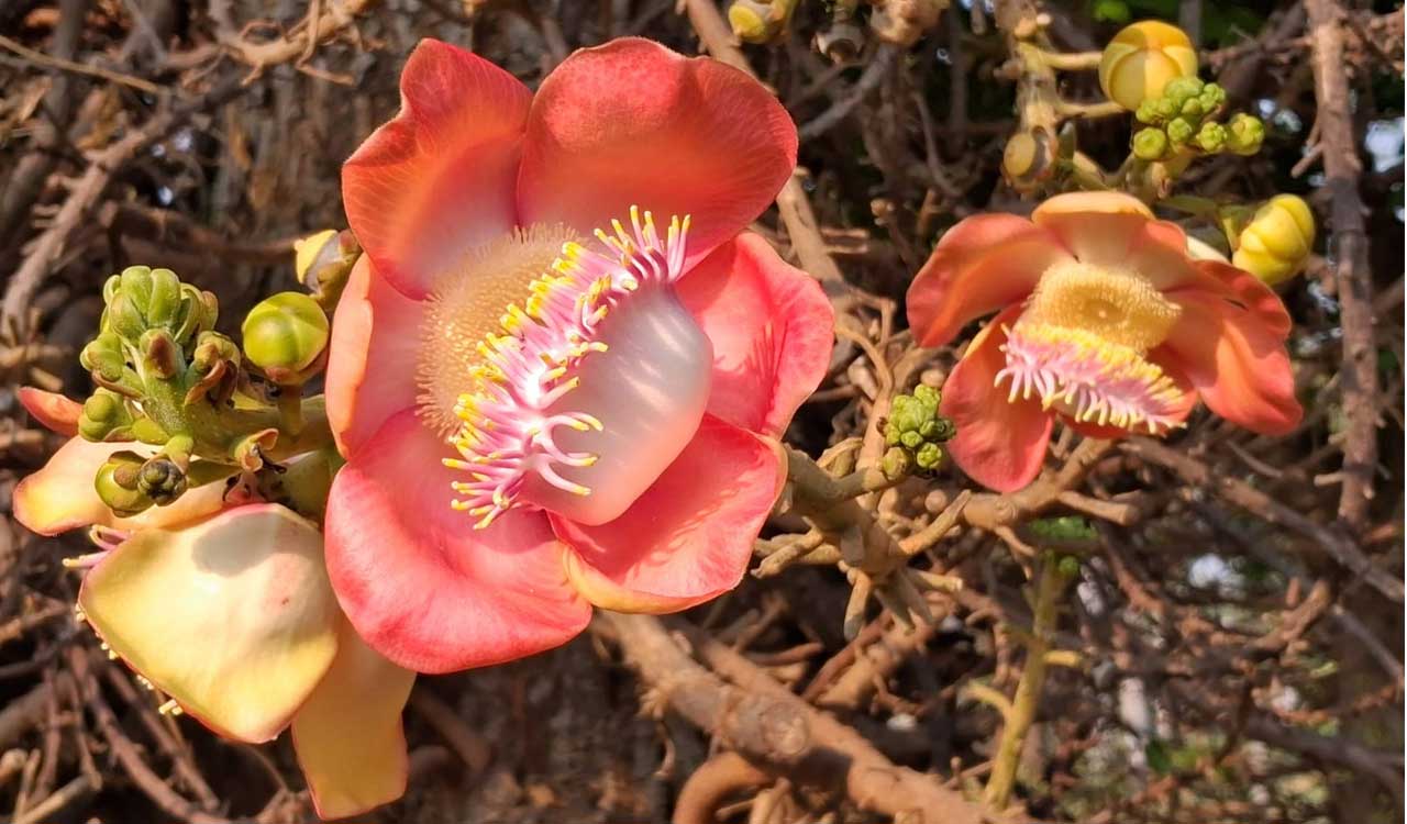 Hyderabad: Sanjeevaiah Park, where birds and blooms create morning melodies